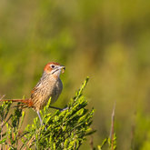 Birds at Felicita Farm